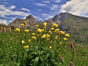 36 Trollius europaeus (botton d'oro) con vista in Arera-Corna Piana